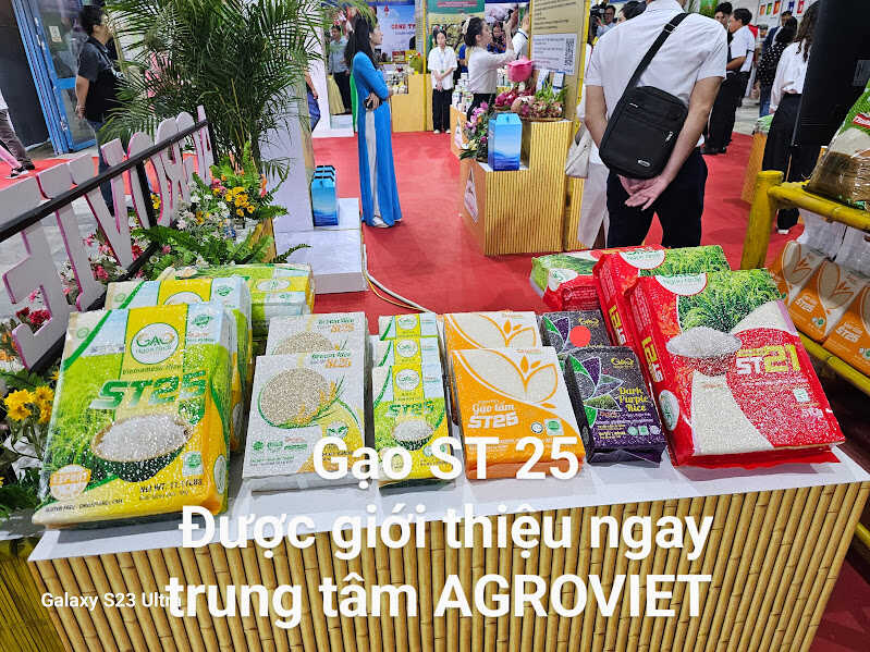 gao-st25-duoc-gioi-thieu-tai-agroviet-2024